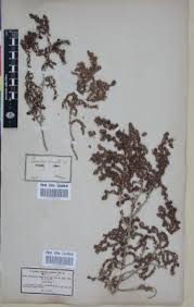 Image result for Ceratotheca integribracteata