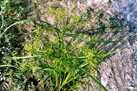 Image result for Cyperus cyperoides