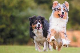 We are dedicated to promoting, preserving, and protecting our dogs and their owners. All About The Australian Shepherd