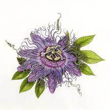 Passion Flower Passiflora Incarnata Passion Fruit Flower Passion Flower Botanical Illustration