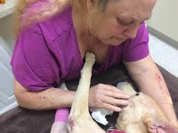 Joshua Francis Obituary