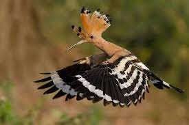 ibibik kusu animals beautiful beautiful birds animal planet