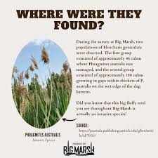 Image result for Eleocharis geniculata