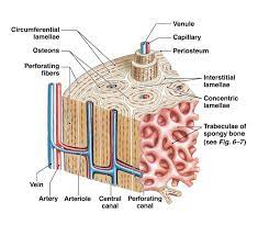 The new bone is constantly also remodeling under the action of osteoclasts (not shown). Compact Bone Labeled Diagram Anatomy And Structure