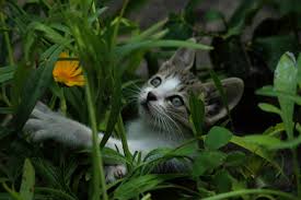 If you're looking for natural ways to keep those mosquitoes away, you need to know about mosquito repellent plants. Cat Deterrent Plants Primrose Blog