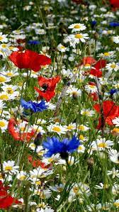 ✅ tante immagini, frasi e foto raccolte per te, vedile subito e condividi le più belle! Fiori Di Campo Fiori Selvatici Immagini Di Fiori Giardino Di Fiori