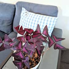 Image result for Oxalis semiloba