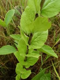 Image result for Maerua triphylla