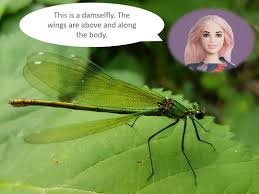 Download Entobarbie On Twitter Dragonflies And Damselflies Are Part Of The Order Odonata How I Always Remember This Order Name Was The Two O S Of Odonata Remind Me Of The Large Eyes Of