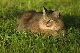 The maine coon cat breed is loved by millions of people across the world, particularly in the united states where they voted this breed within the top three cat breeds to own, in 2015. Maine Coon Largest Breed Of Domestic Cats Laying In The Grass Florida Usa Stock Photo Dissolve