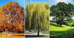 This tree with its large branches provides shade to the surrounding environment. 34 Fast Growing Shade Trees That Are Summer Approved