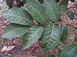 Daun rambutan untuk matikan kutu rambut. Manfaat Daun Rambutan Untuk Kesehatan Rambut Untung Handoyo Blog