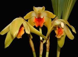 Other Plants K L Flowers Orchids Plants
