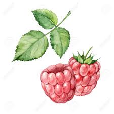 If you are new to using opencv on a raspberry pi, check out the previous article on setting up and getting started. Watercolor Hand Draw Vector Raspberry Royalty Free Cliparts Vectors And Stock Illustration Image 95165417