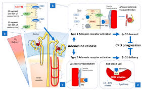 Image result for Renal Function