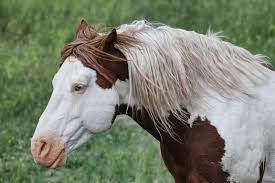 Pin On Horse Color Galore Framed Overo