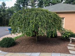 Check spelling or type a new query. Preserving Mature Landscape Plantings Pumpkin Brook Organic Gardening