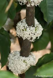 Image result for Pleiocarpa