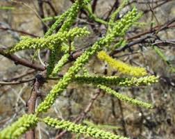 Image result for Elephantorrhiza suffruticosa