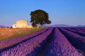 Also, i am a declared wine lover. Foto Provence Frankrike Natur En Aker Lavendelslaktet