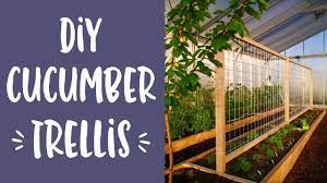 The pvc cucumber trellis is a cool way to grow your cucumbers. Diy Cucumber Trellis Youtube