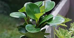 From a simple tower or litterbox furniture to cat houses for multiple felines, find the right piece for your home. Peperomia Obtusifolia American Baby Rubber Plant Care And Growing Guide
