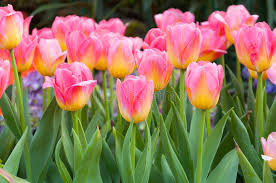 Die frühen tulpensorten blühen bei warmem wetter manchmal schon ab ende märz, aber auf der sicheren seite mit einer ersten tulpenblüte ist man normalerweise ab anfang april. Bunte Rosa Tulpen Bluht Das Bluhen Der Tulpe Stockbild Bild Von Schonheit Herbst 79971249
