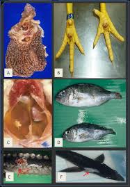 It is found in all major animal groups, including birds, mammals, fish, reptiles, amphibians, insects, and crustaceans. The Disturbed Habitat And Its Effects On The Animal Population Intechopen
