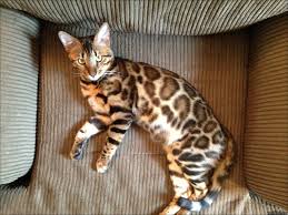 We take great pride in our breeding programs and the development of their personality! Bengal Cat Breeders Indianapolis