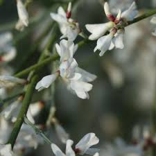 Image result for Retama monosperma