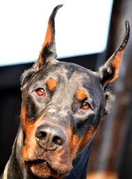 yetiskin cekici kopek doberman animals dogs