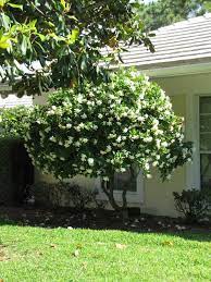 Pin By Gail Shaw On My Favorite Plants Gardenia Trees Florida Landscaping Landscape Design