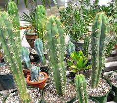 Appreciates light shade during hot summers as too much sun may burn the plant. Magicactus Com Trichocereus Peruvianus Peyote