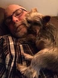 When your Yorkies (one is a Morkie) have attitude.