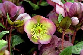Maybe you would like to learn more about one of these? 22 Early Blooming Flowers For Spring Birds And Blooms