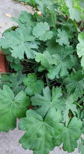 Image result for Chlorophytum macrorrhizum