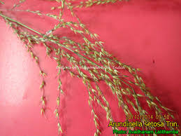 Image result for Arundinella