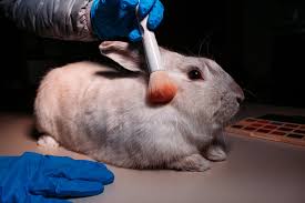 (companies do not want to market a . Unleashing The Truth Behind Animal Testing Pulse Magazine