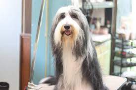 ロン毛の手入れ | D,D,D,の犬ブログ 茅野市 犬のトリミング＆ペットホテルのお店です