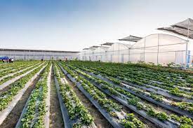 Fermierul povesteste ca in urma experientei sale in strainatate, in agricultura spaniola, a reusit sa invete cateva trucuri si spera sa le foloseasca cu succes si aici. Ce Investiti In Solar Este Nivelul De Asteptari Pentru Culturi Profitabile
