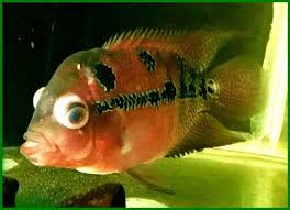 Maybe you would like to learn more about one of these? Penyakit Ikan Louhan Dan Cara Mengatasinya Daftarhewan Com