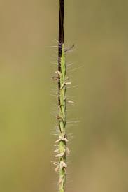 Image result for Heteropogon
