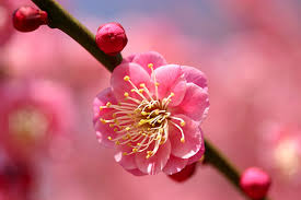 Imagine superba de primavaramapa ,sclipici,raze. 50 De Poze Splendide Cu Flori