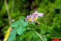 Image result for Sparrmannia ricinocarpa