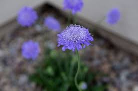 Follow igra world to improve your gardening skills. Top 8 Best Flowering Plants For Your Garden The Star