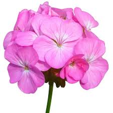 Image result for Pelargonium graveolens