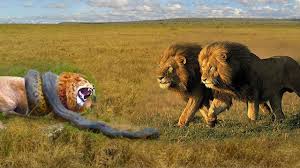 Berikut ini ane share momen2 dimana terjadi perkelahian antar binatang. Anaconda Vs Harimau