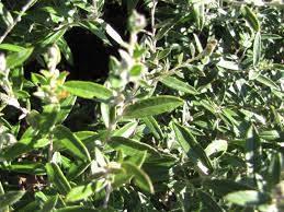 Image result for Athrixia phylicoides