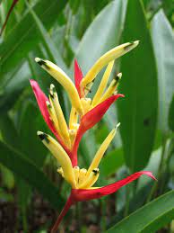 黃麗鳥蕉heliconia subulata 新加坡植物園singapore botanic gardens heliconia tropical garden flower guide