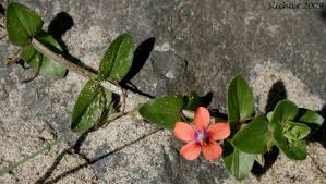 Image result for Lysimachia arvensis